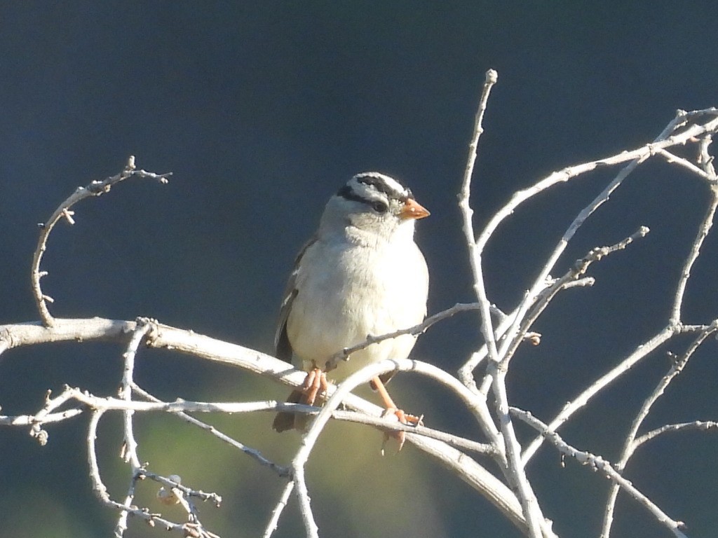 White-crowned Sparrow (Gambel's) - ML647026209