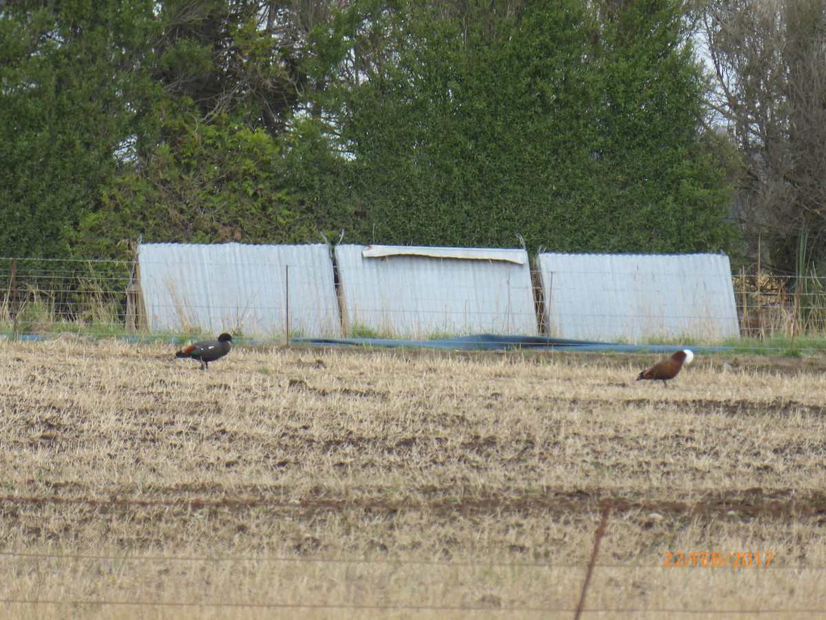 クロアカツクシガモ - ML647026210