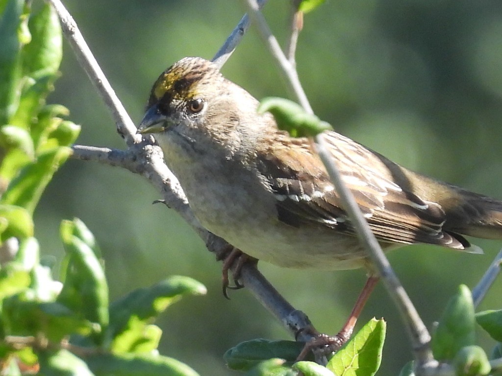 Golden-crowned Sparrow - ML647026211