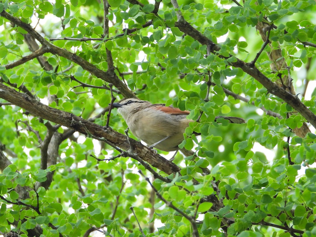 Tchagra à tête brune - ML647026213