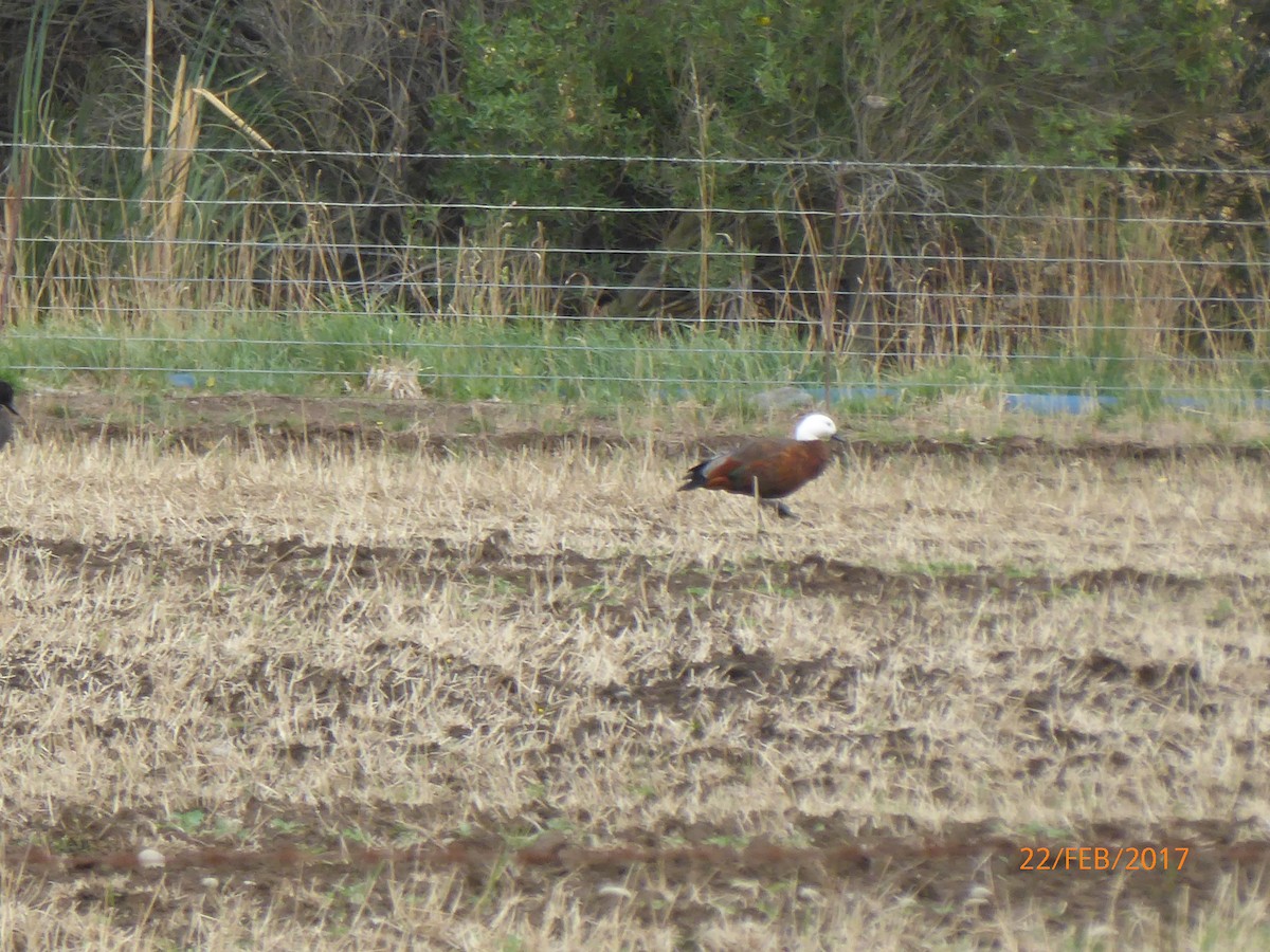 クロアカツクシガモ - ML647026214