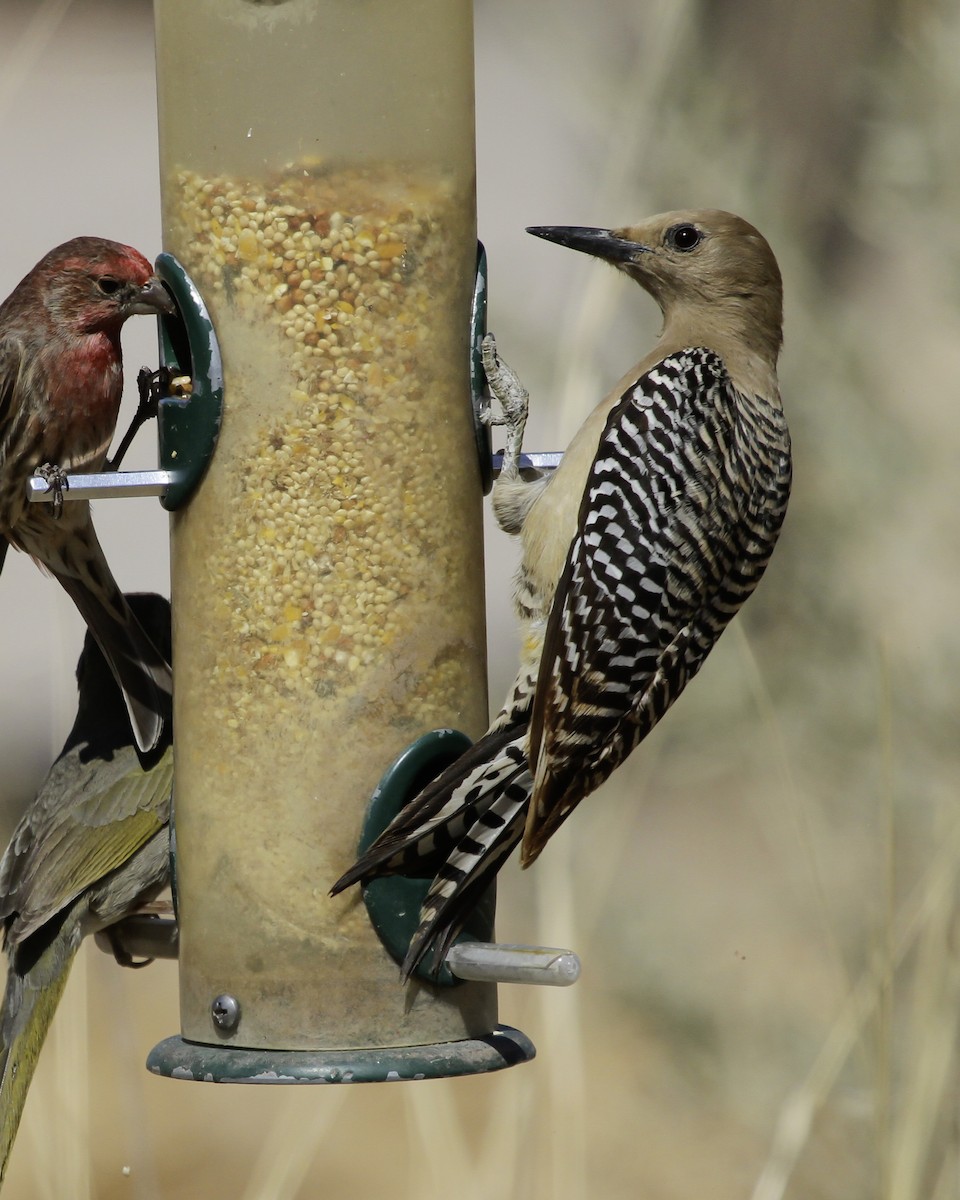 Carpintero de Gila - ML647026215