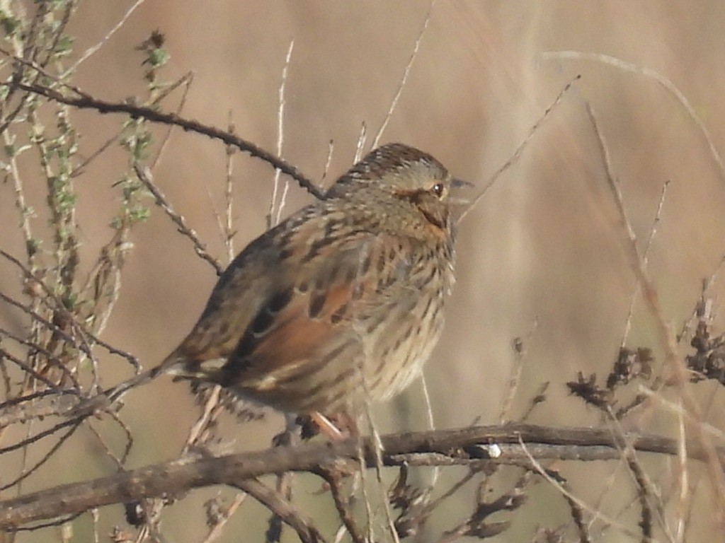 Lincoln's Sparrow - ML647026216