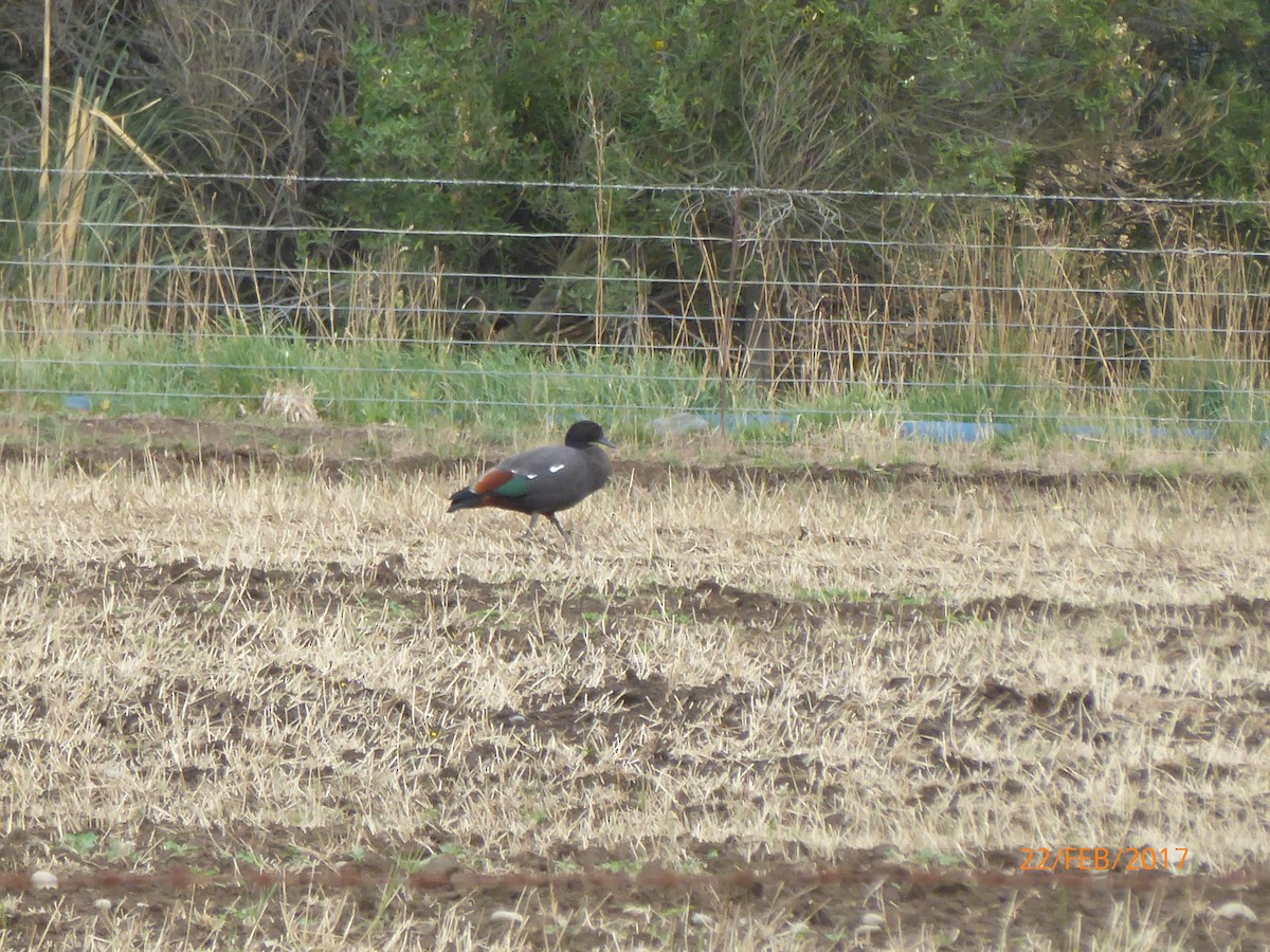 クロアカツクシガモ - ML647026220