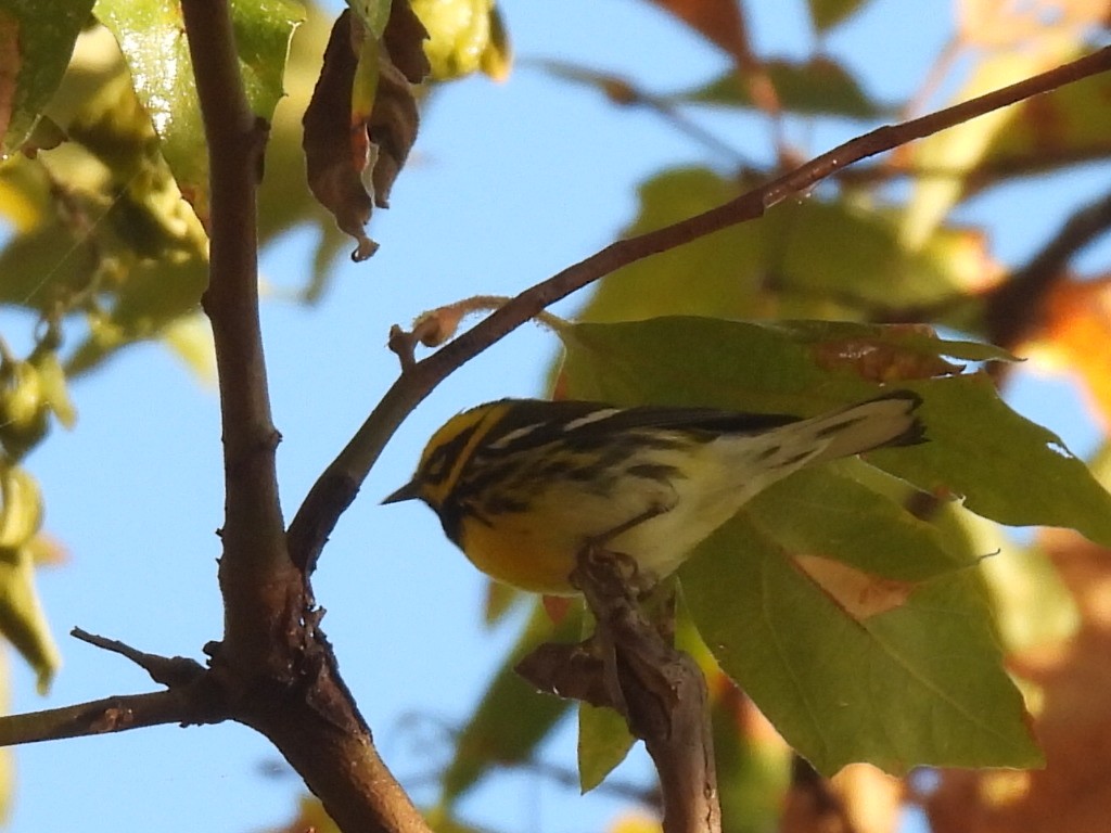Townsend's Warbler - ML647026223