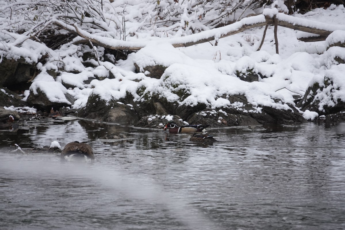 kachnička karolínská - ML647026224