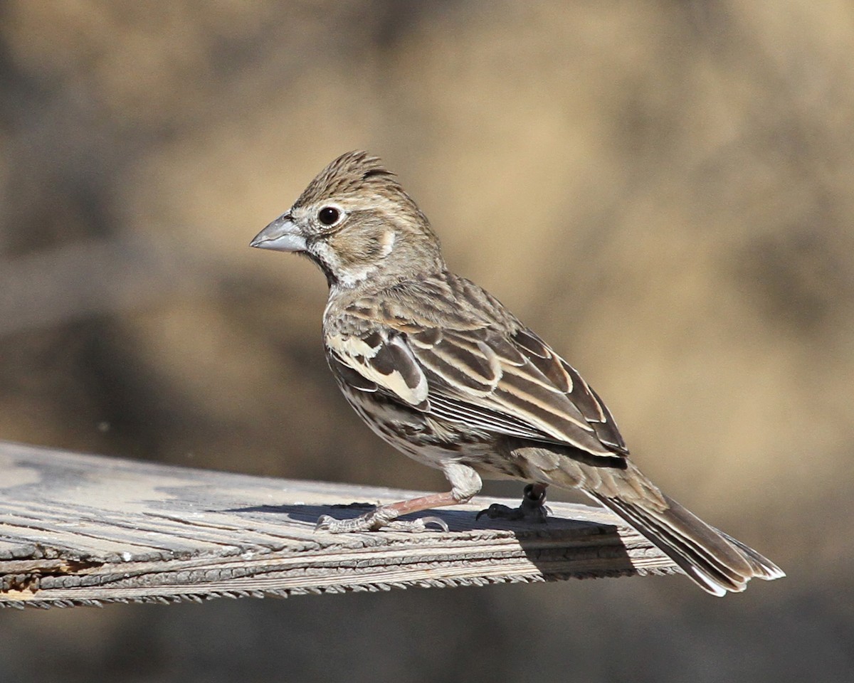 カタジロクロシトド - ML647026225