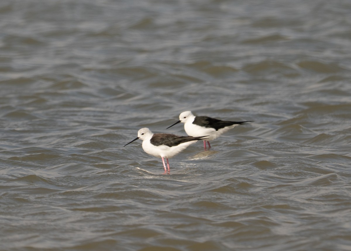 Black-winged Stilt - ML647026227