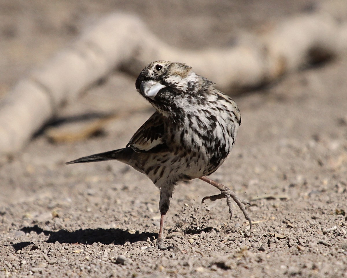 カタジロクロシトド - ML647026228