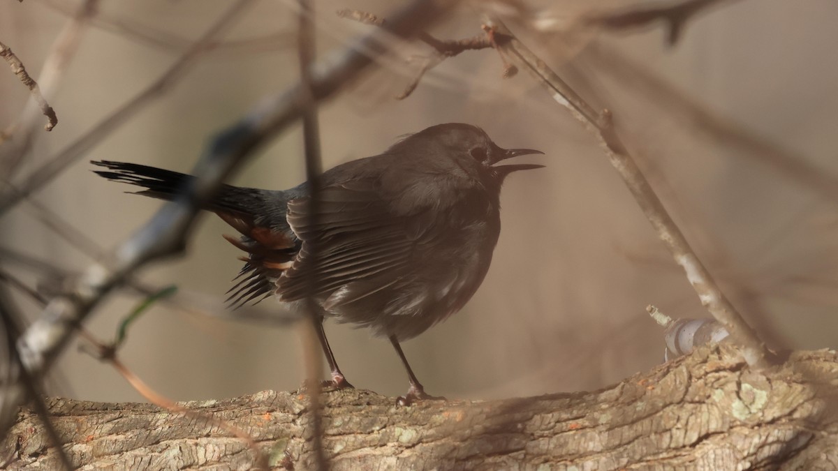 Moqueur chat - ML647026229