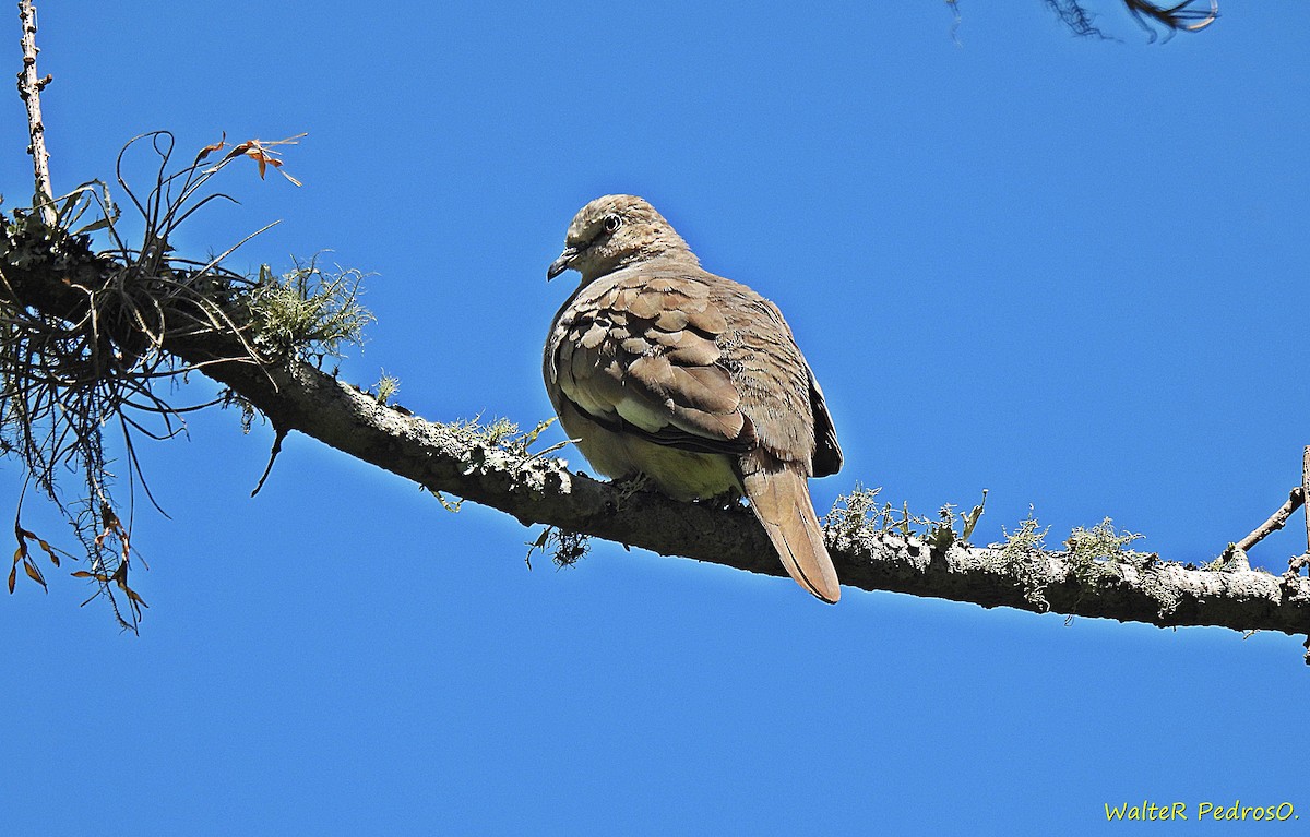 Picui Ground Dove - ML647026247