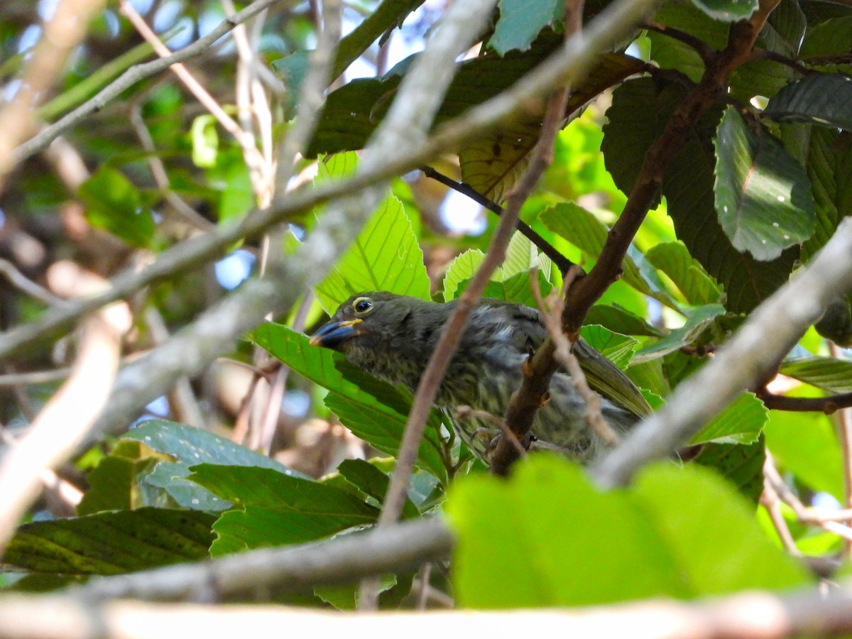 Streaked Saltator - ML647026252