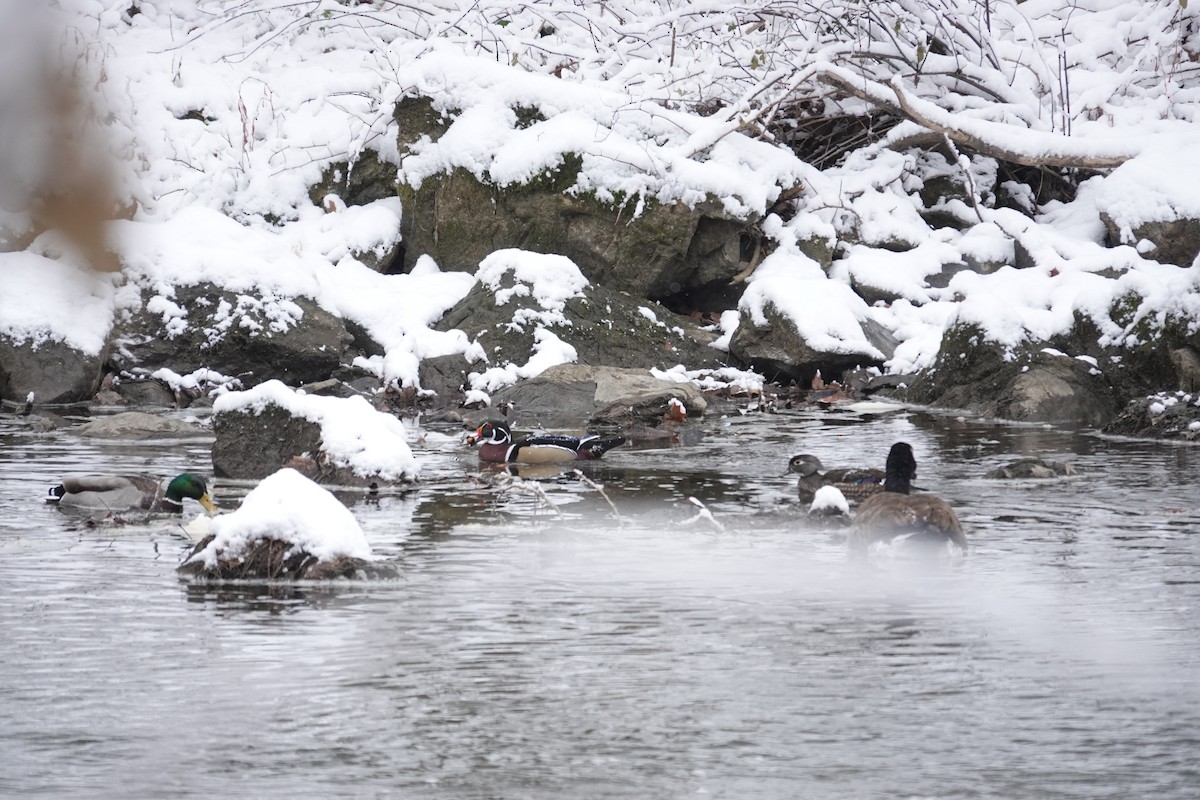 kachna divoká - ML647026253