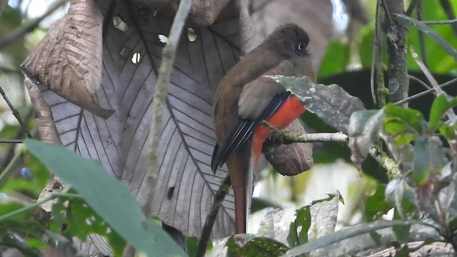 Trogón Acollarado - ML647026259