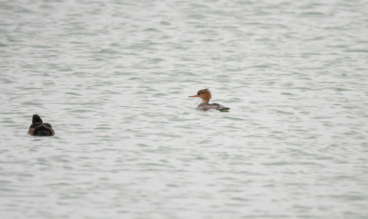Red-breasted Merganser - ML647026263