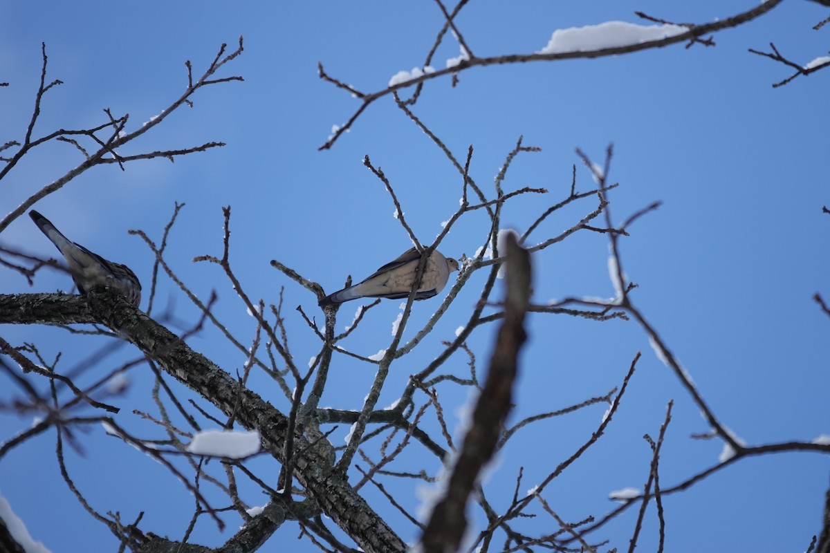 hrdlička karolínská - ML647026266