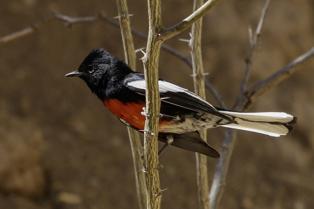 Painted Redstart - ML647026271