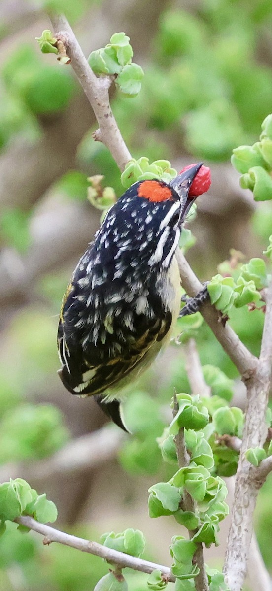 Northern Red-fronted Tinkerbird - ML647026272