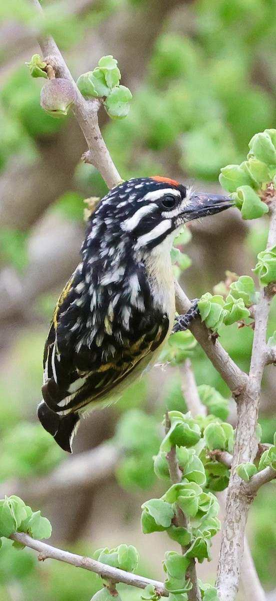 Northern Red-fronted Tinkerbird - ML647026273