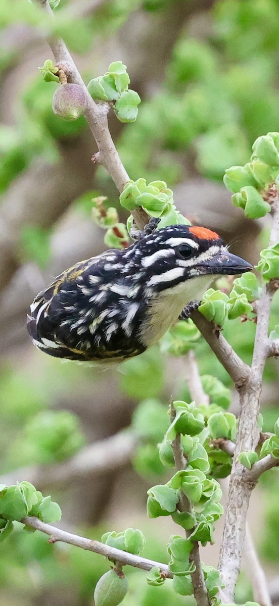 Northern Red-fronted Tinkerbird - ML647026274