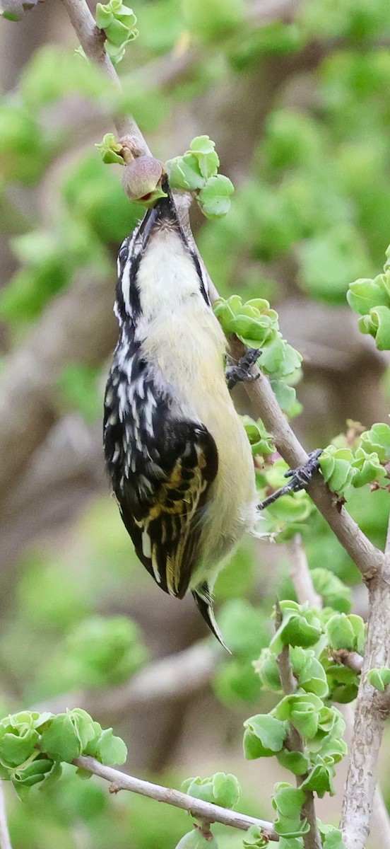 Northern Red-fronted Tinkerbird - ML647026275