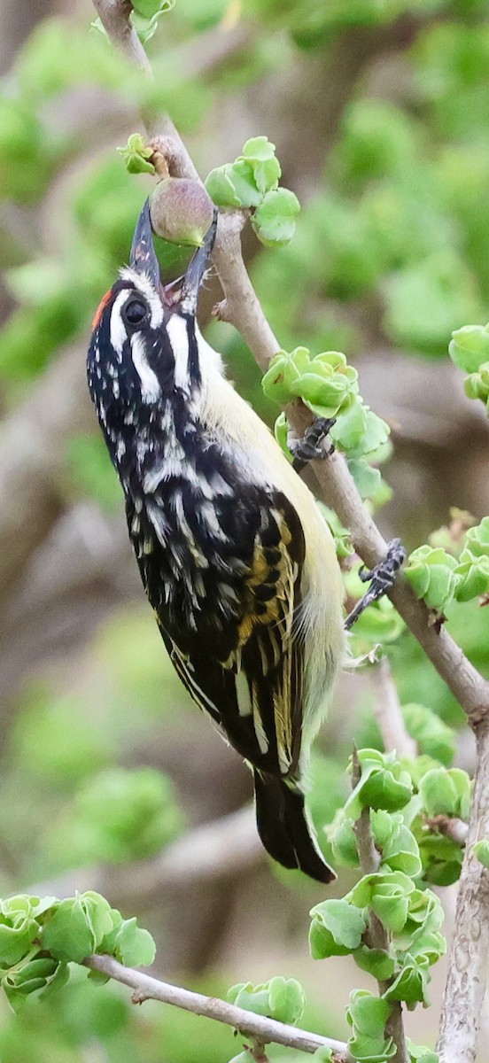 Northern Red-fronted Tinkerbird - ML647026276