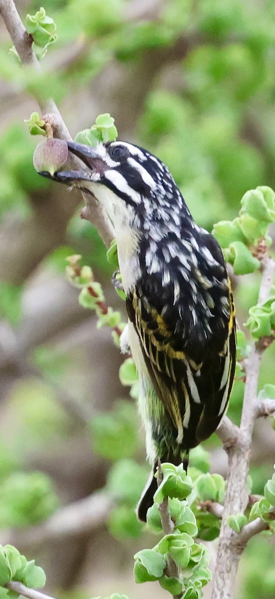 Northern Red-fronted Tinkerbird - ML647026277