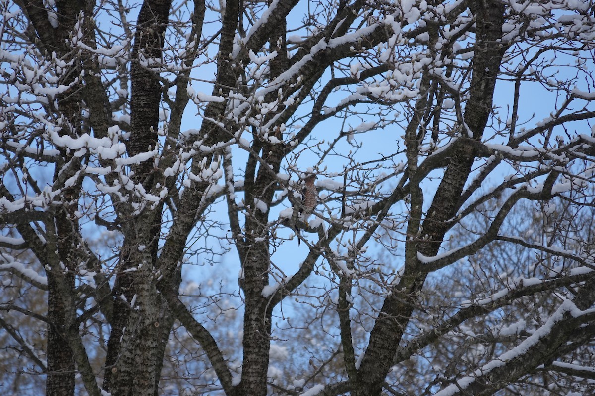 Cooper's Hawk - ML647026279