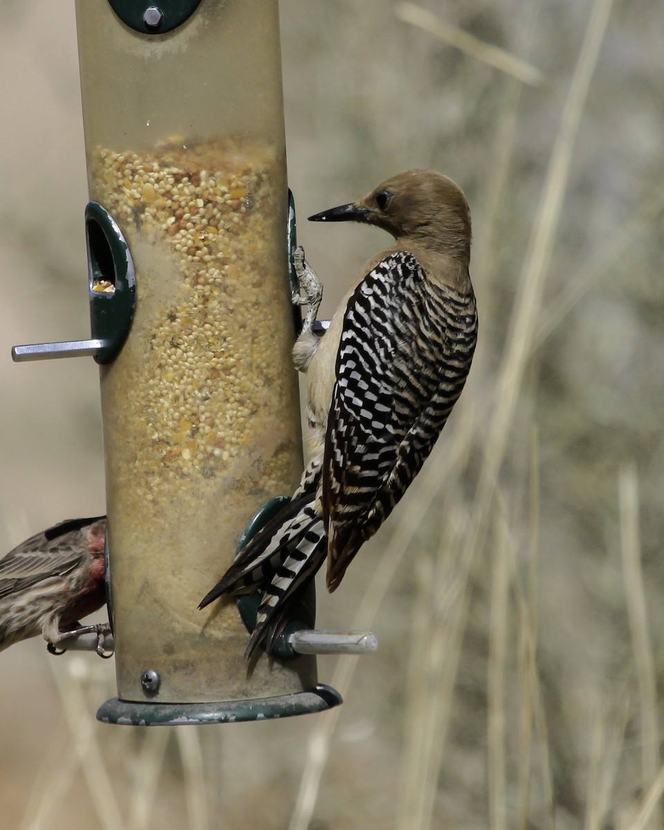 Gila Woodpecker - ML647026280