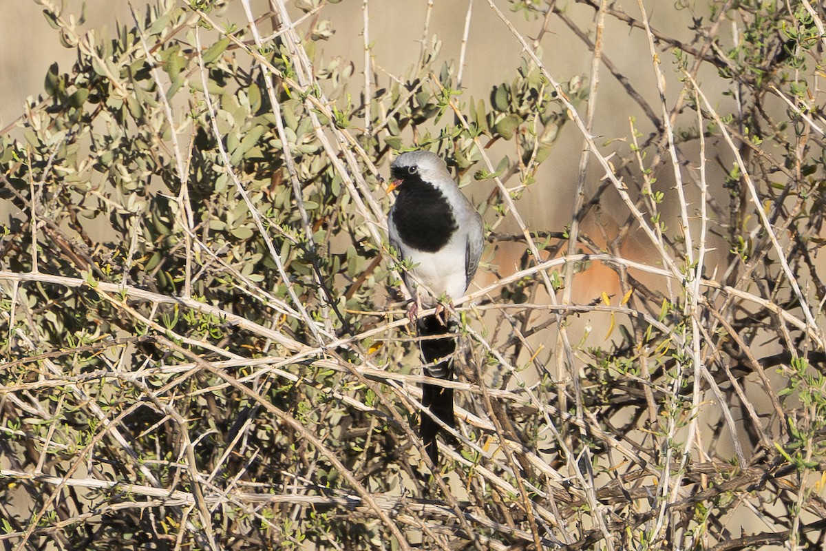 Namaqua Dove - ML647026281