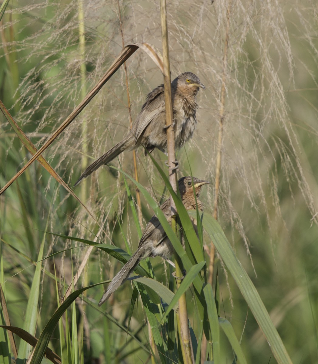 Striated Babbler - ML647026282