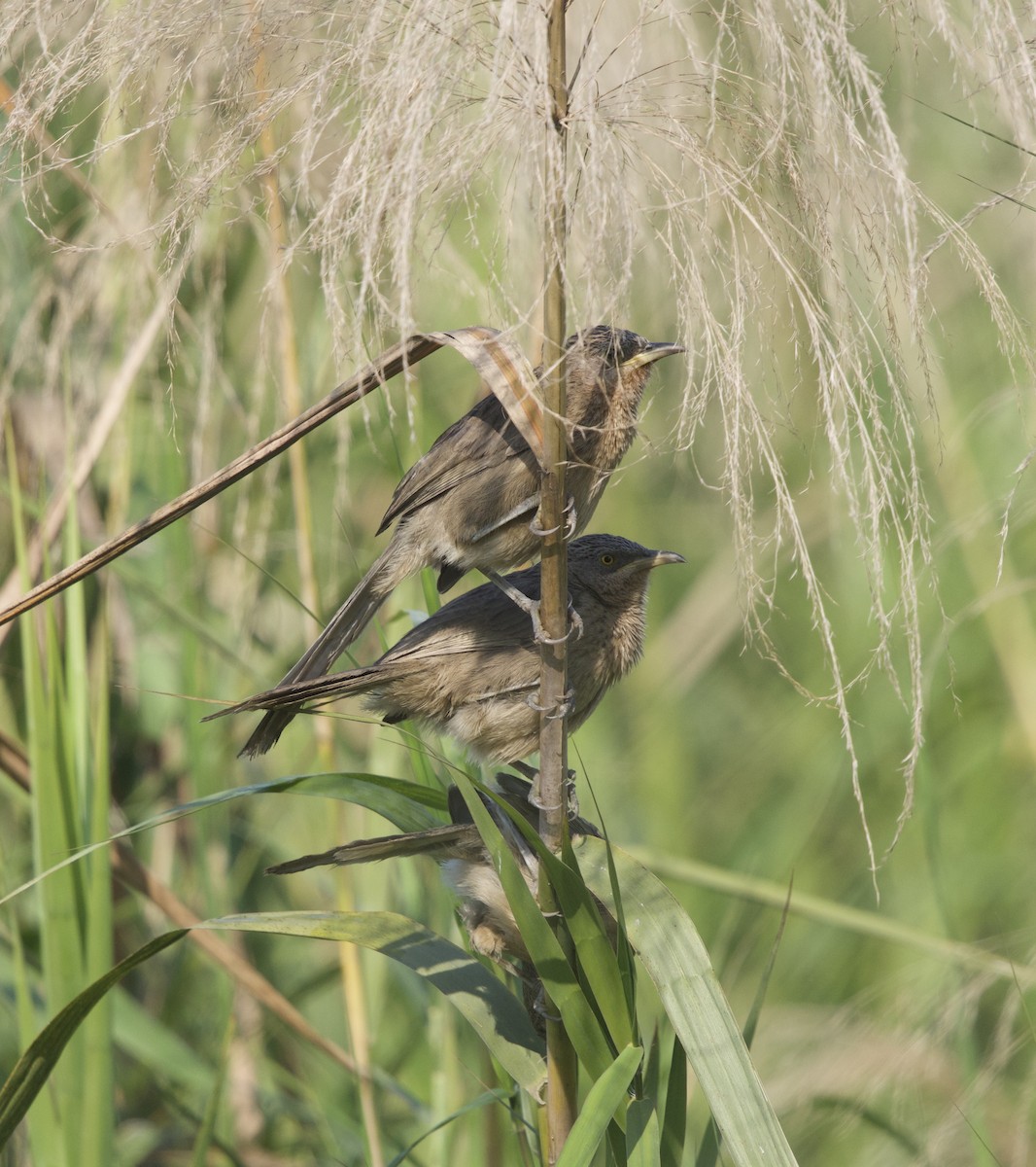 Striated Babbler - ML647026283