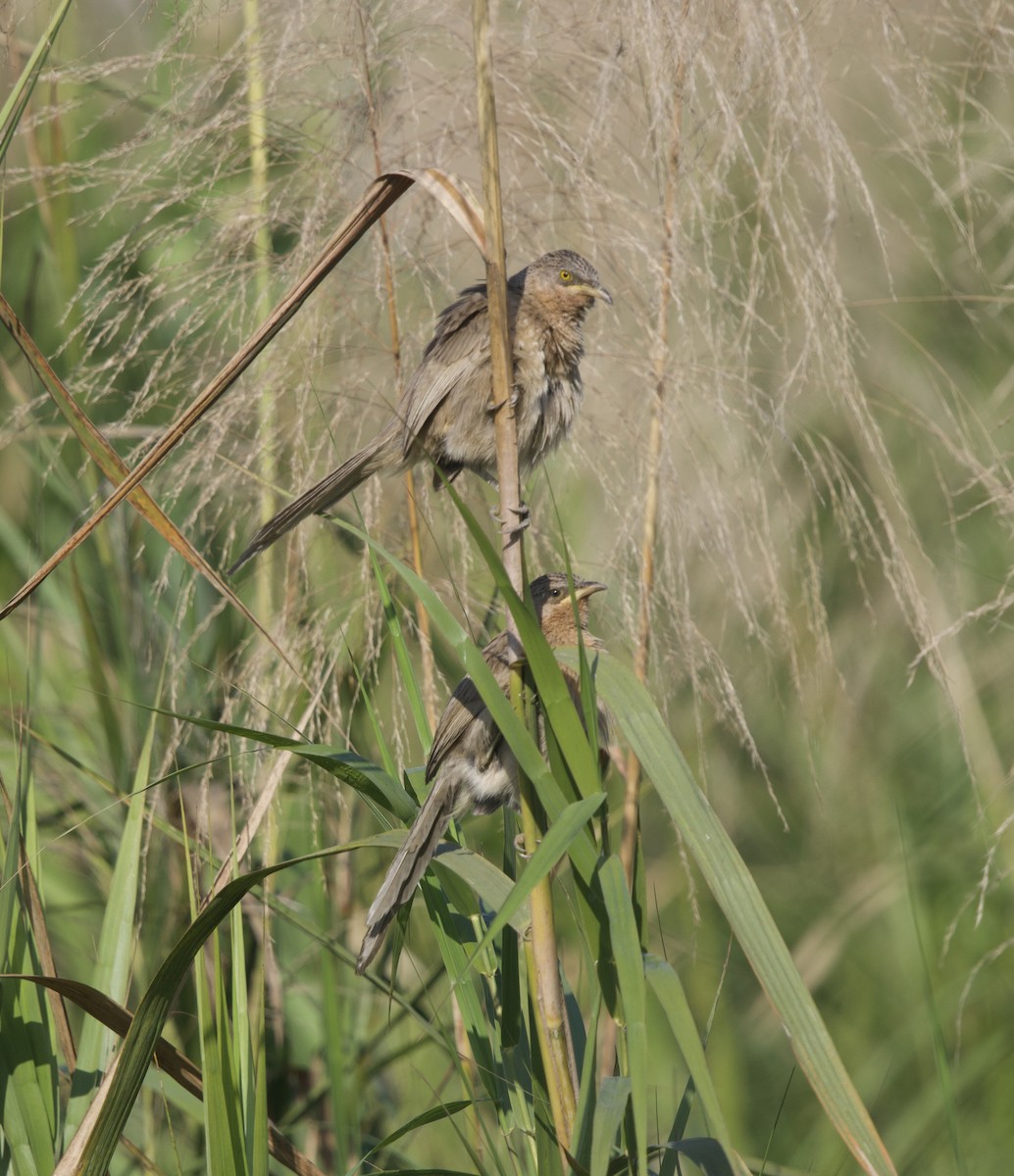 Striated Babbler - ML647026284