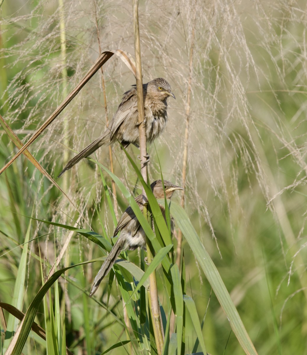 Striated Babbler - ML647026285