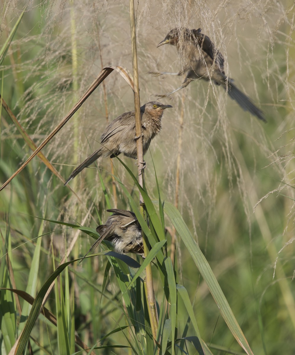Striated Babbler - ML647026286