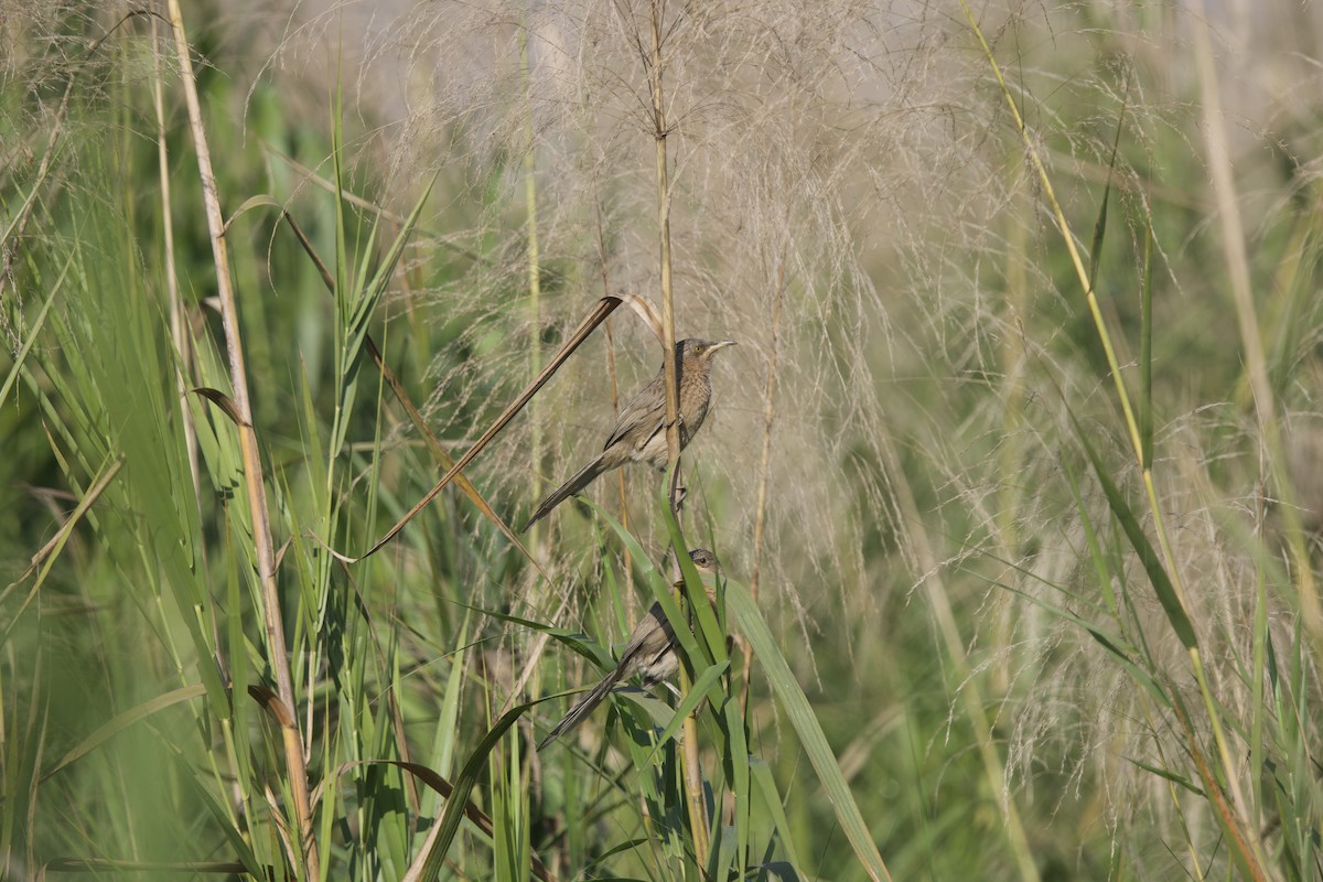 Striated Babbler - ML647026287