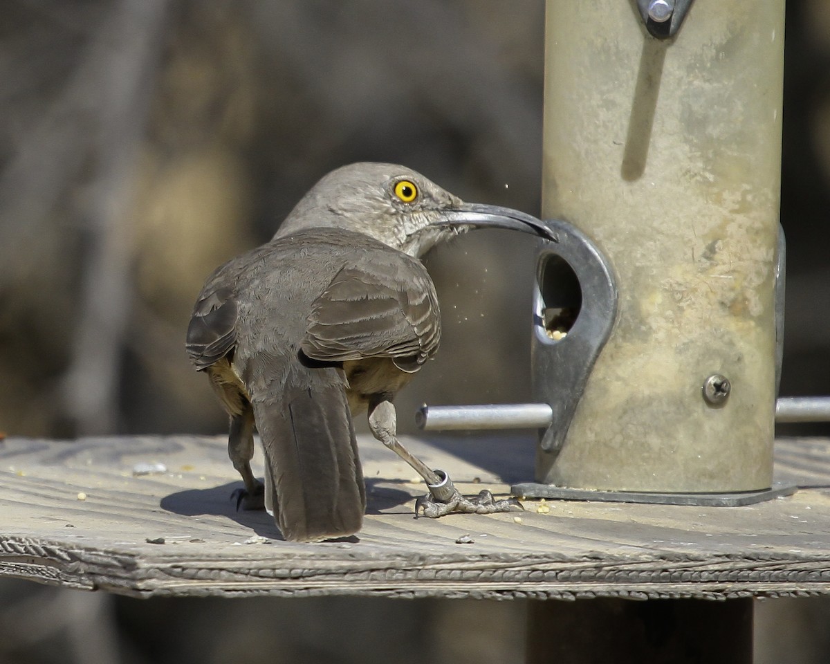 Curve-billed Thrasher - ML647026289