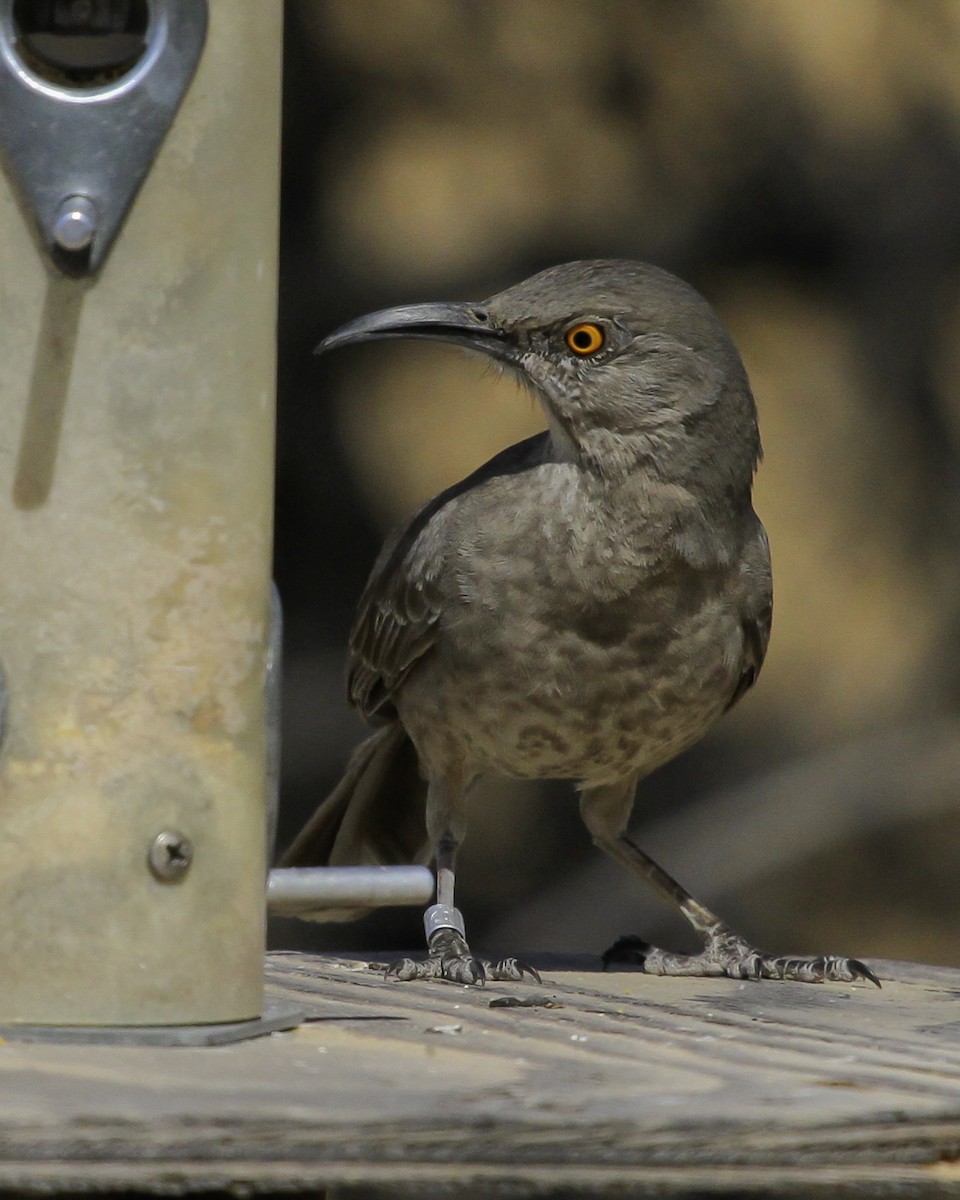 Curve-billed Thrasher - ML647026294