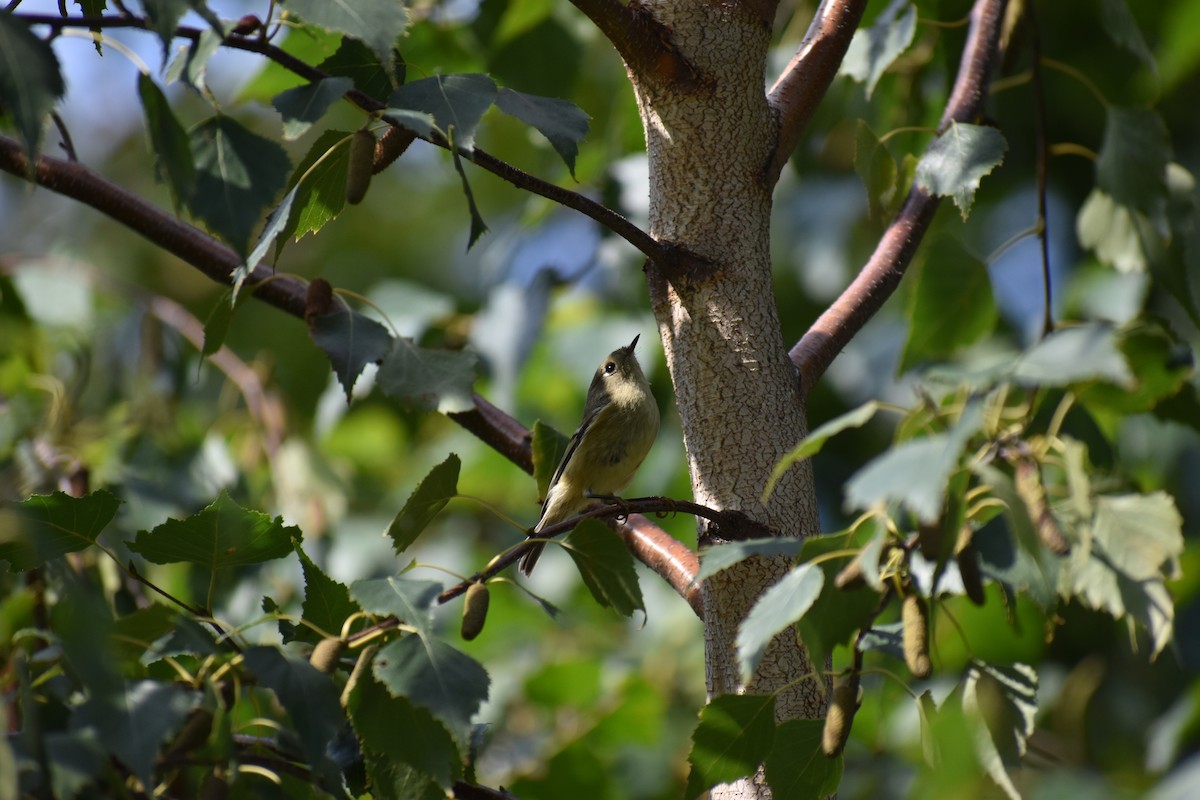 Ruby-crowned Kinglet - ML647026295