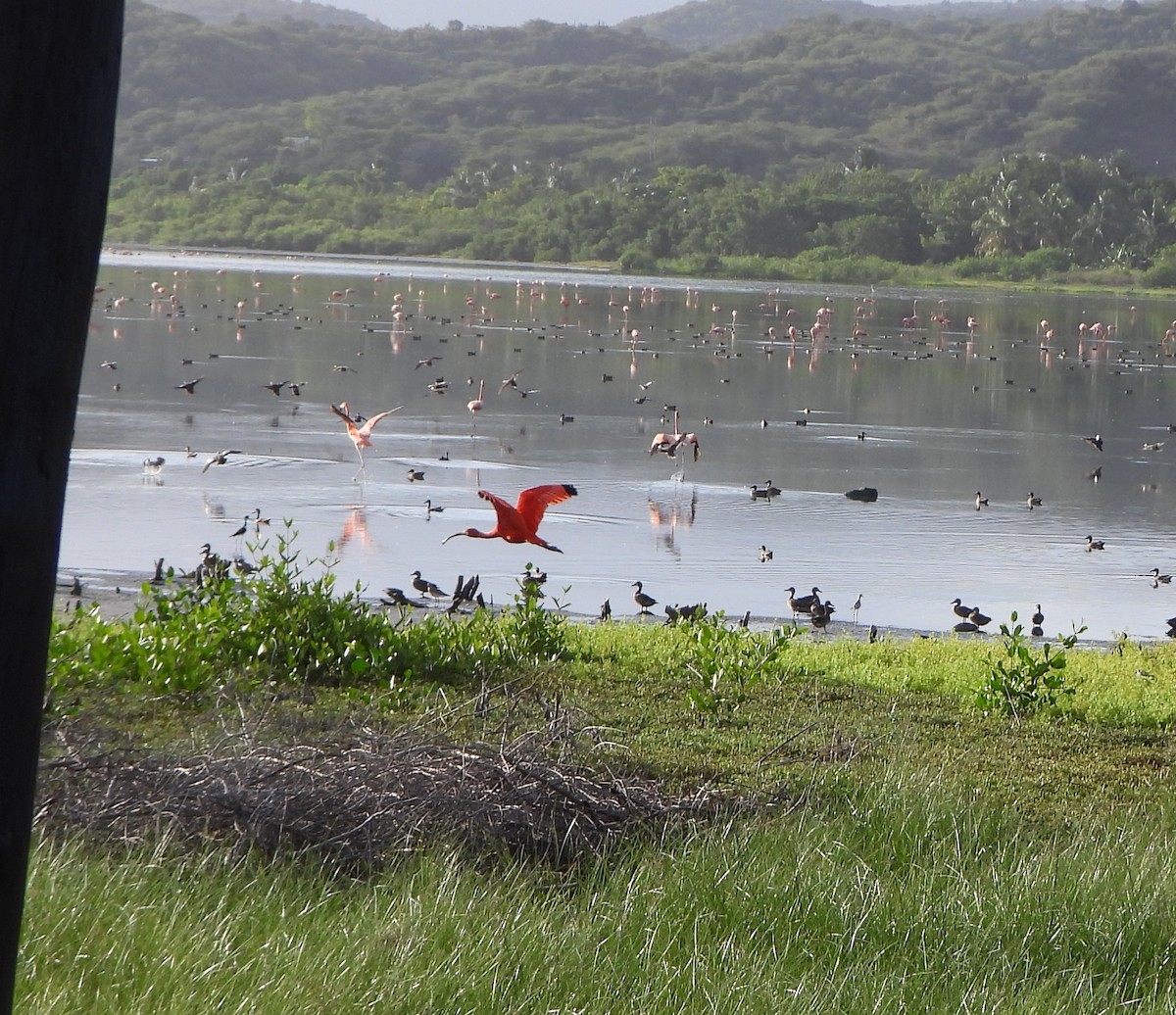 Scarlet Ibis - ML647026296