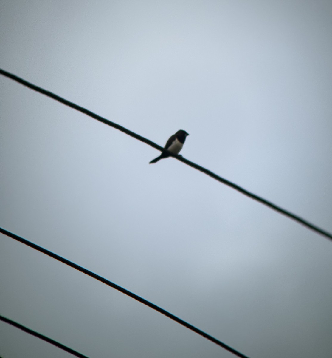 White-rumped Munia - ML647026297