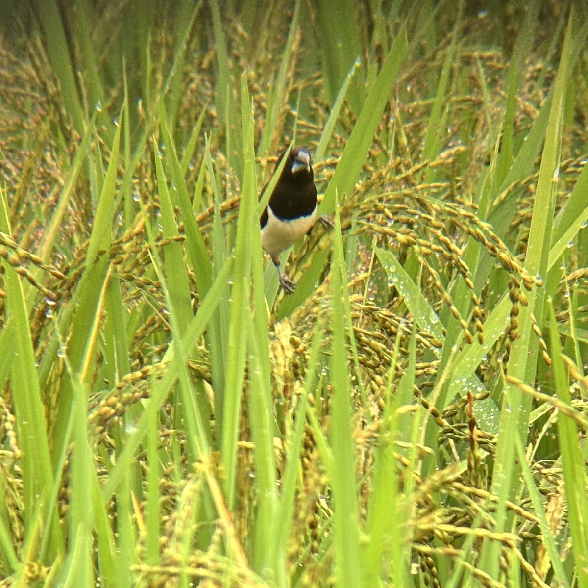 White-rumped Munia - ML647026298