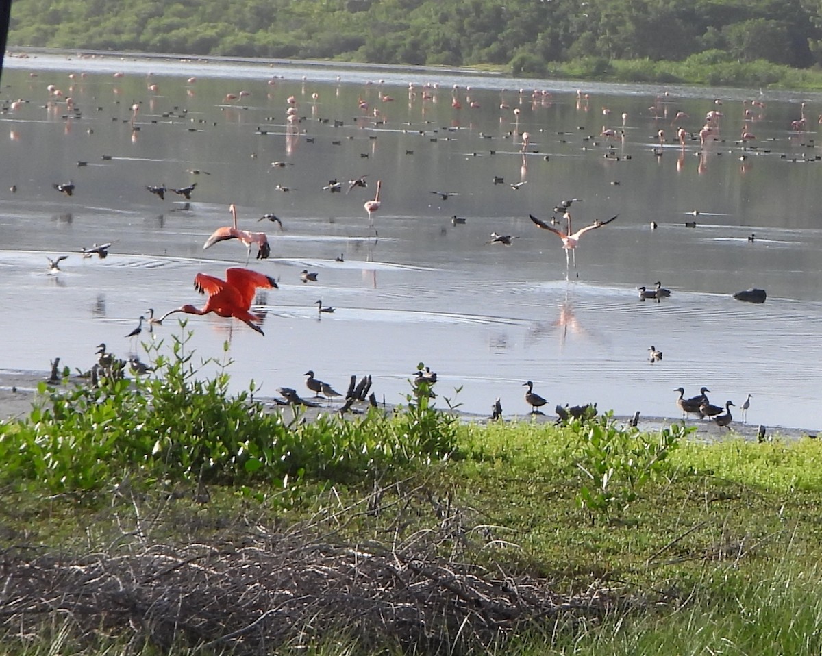 Scarlet Ibis - ML647026299