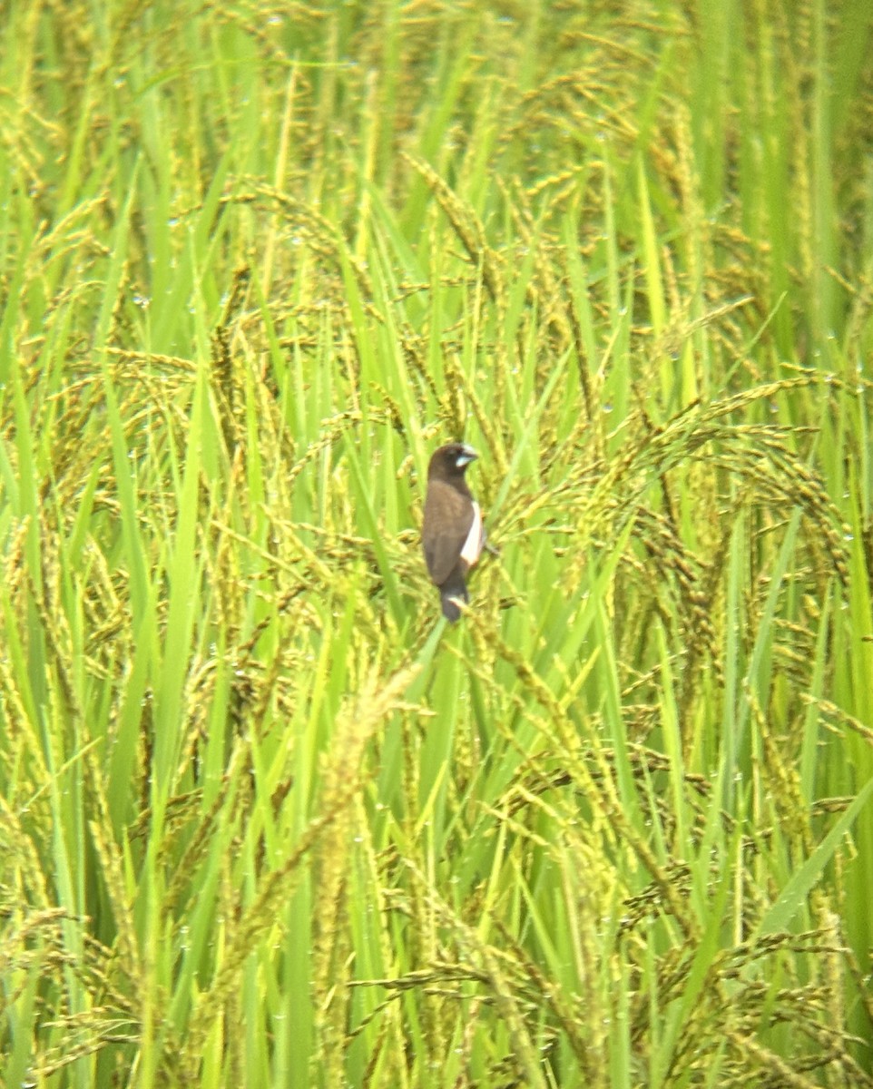 White-rumped Munia - ML647026300