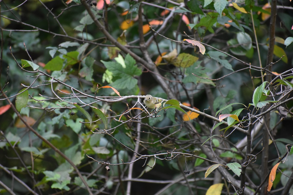 Ruby-crowned Kinglet - ML647026301