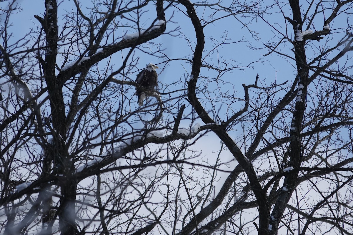 Bald Eagle - ML647026302