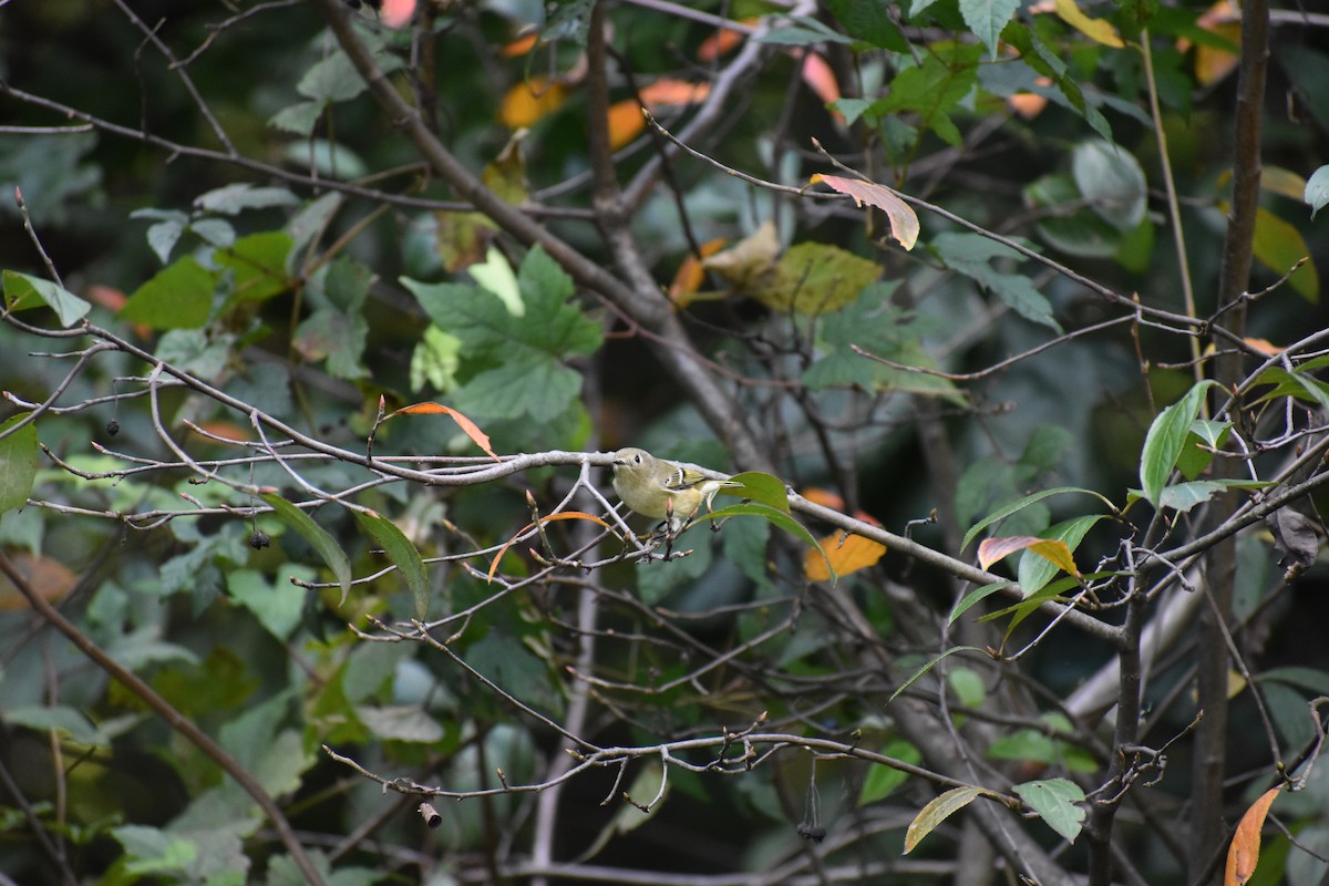 Ruby-crowned Kinglet - ML647026303