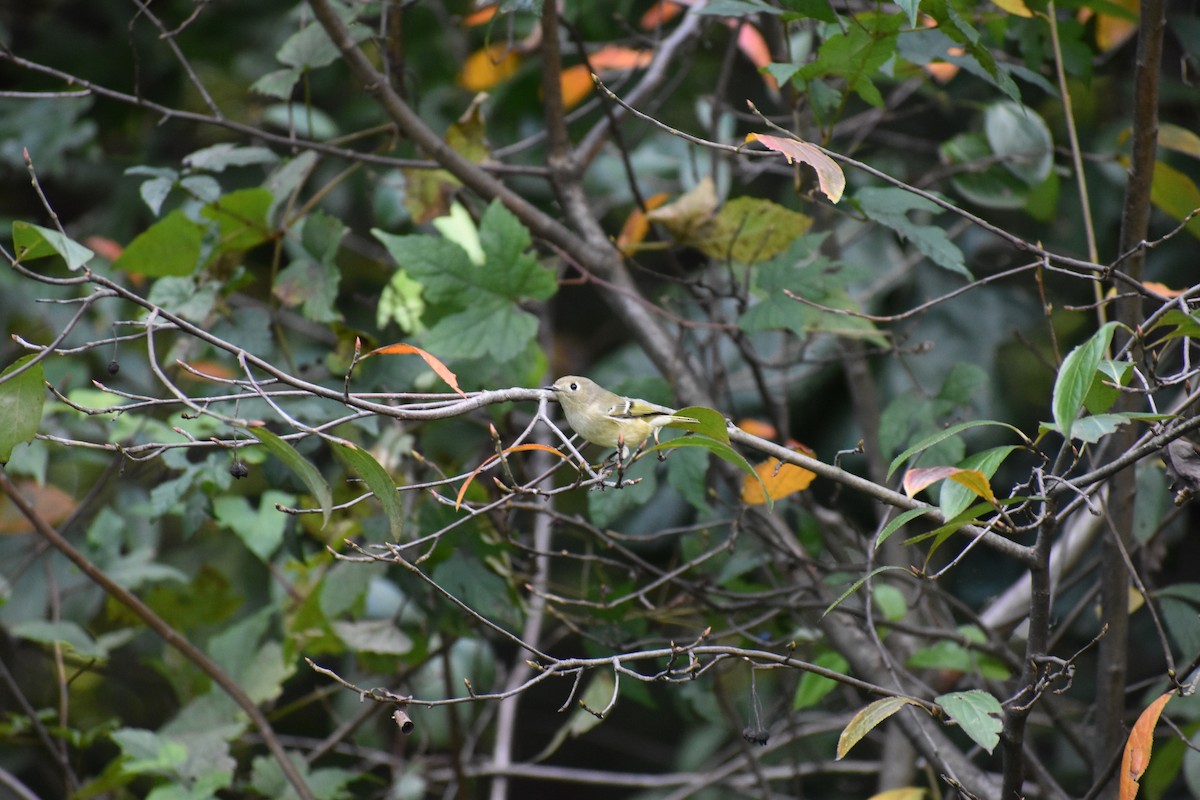Ruby-crowned Kinglet - ML647026304