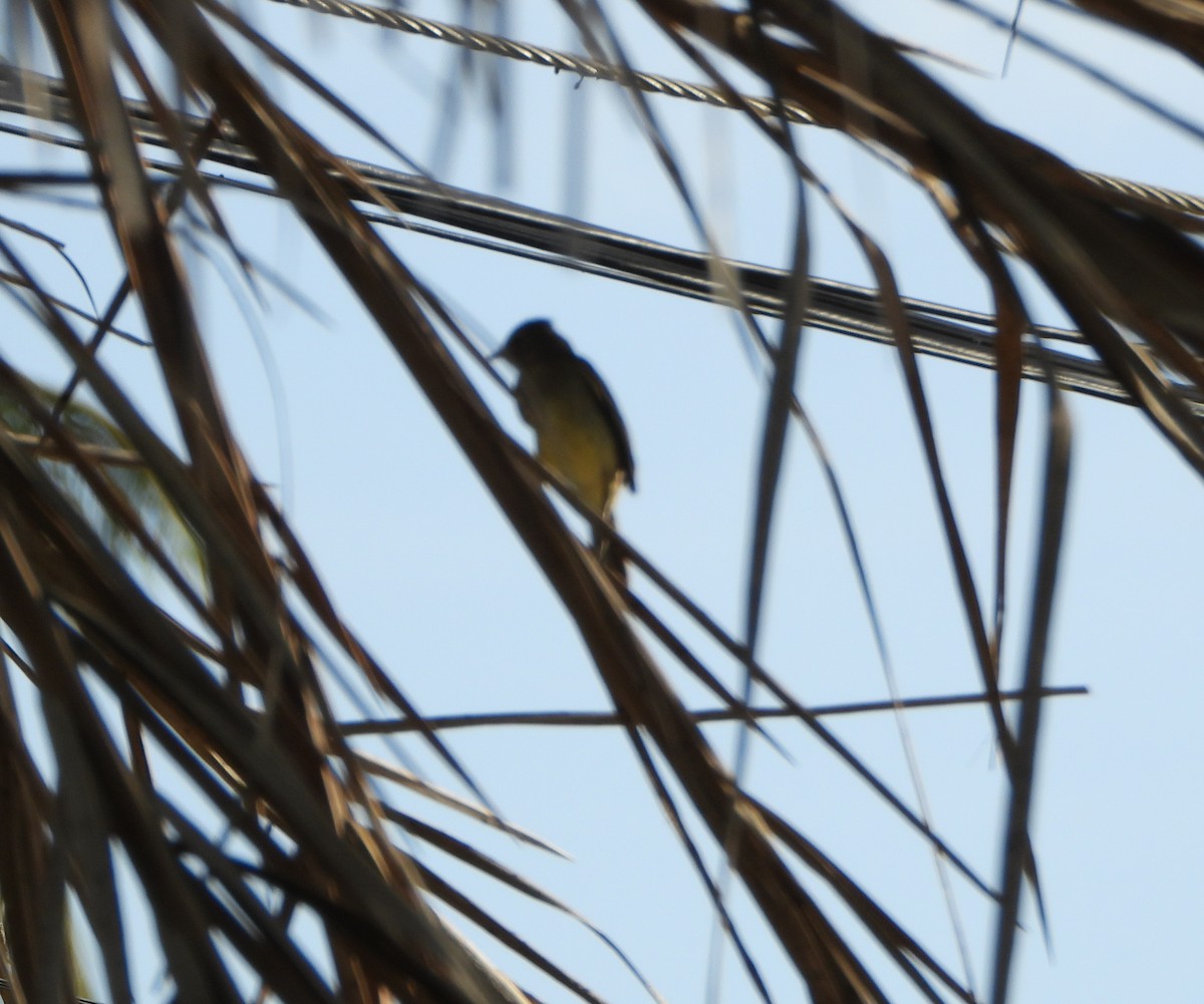 Желтобрюхая эления - ML647026305