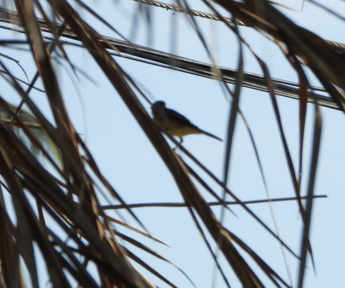 Желтобрюхая эления - ML647026306